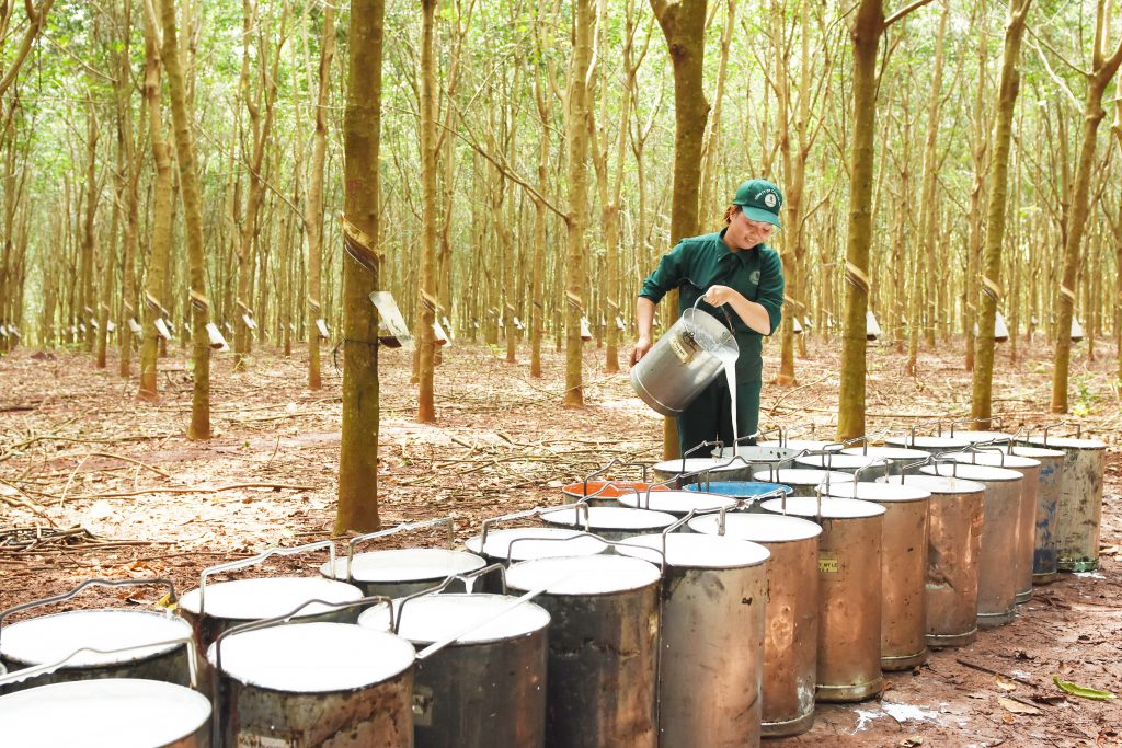 Trong quý III/2021, kim ngạch xuất khẩu cao su Việt Nam tăng