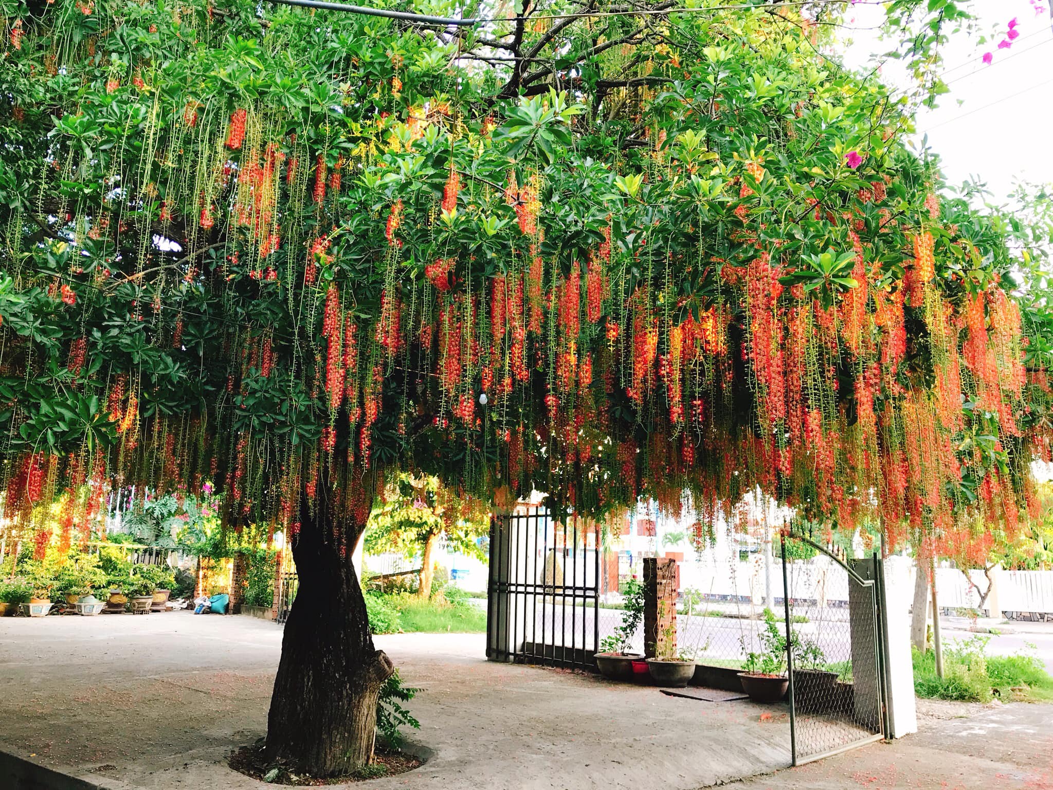 Trồng cây lộc vừng mang lại tài lộc, may mắn